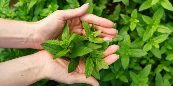 تصویر 2 از خرید و قیمت گیاه دارویی پونه + فروش صادراتی